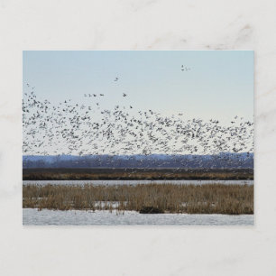 Cartão Postal Snow Geese Saindo, Cartão-postal de Refúgio Squaw 