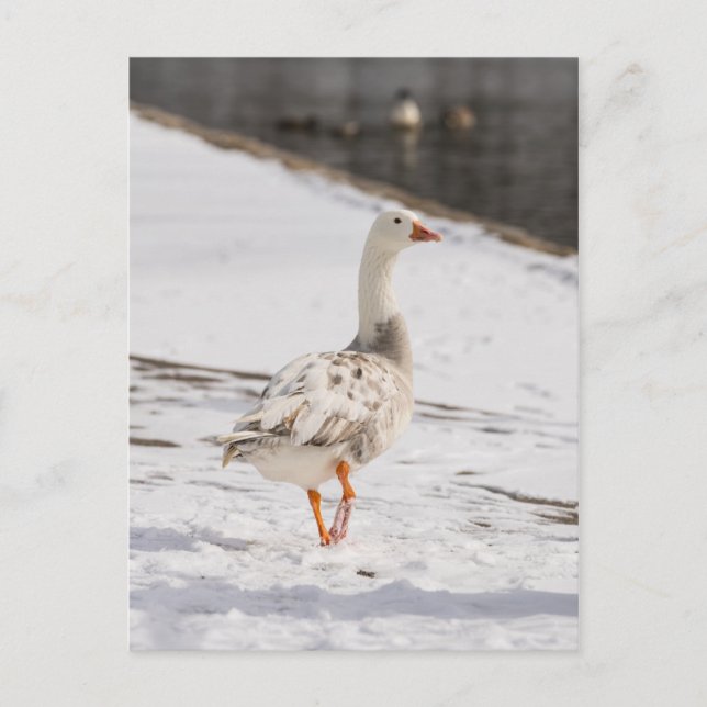 Cartão Postal Snow Goose Strut (Frente)