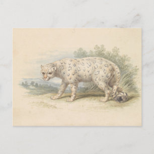 Cartão Postal Snow Leopard por Charles Hamilton Smith