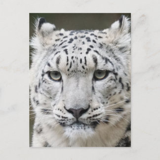 Cartão Postal Snow Lepard