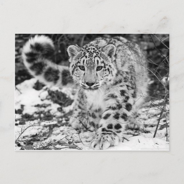 Cartão Postal Snow Lepard (Frente)