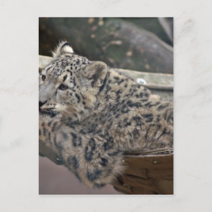 Cartão Postal Snow Lepard