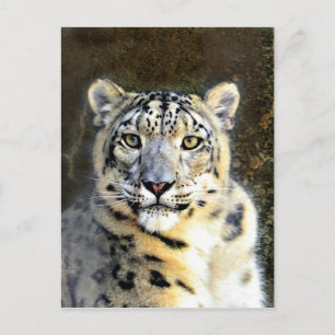Cartão Postal Snow Lepard
