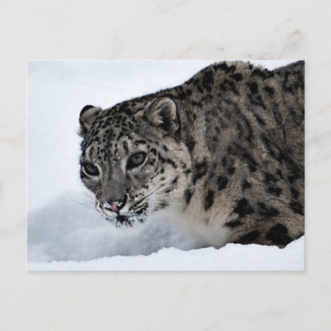 Cartão Postal Snow Lepard (Frente)