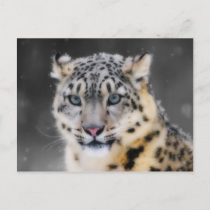 Cartão Postal Snow Lepard