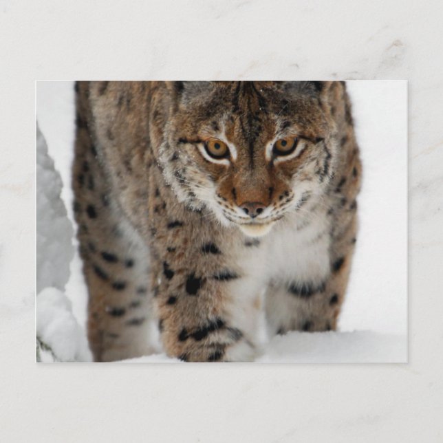 Cartão Postal Snow Lynx (Frente)
