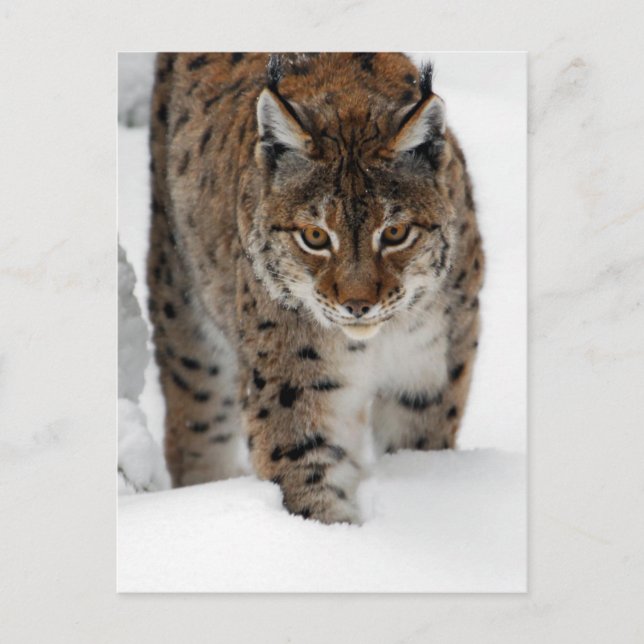 Cartão Postal Snow Lynx (Frente)