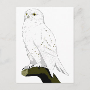 Cartão Postal Snow Owl