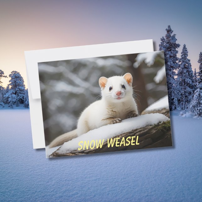 Cartão Postal Snow Weasel deitado na rocha (Criador carregado)