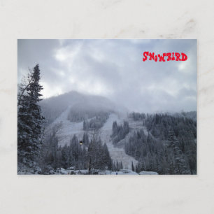Cartão Postal Snowbird