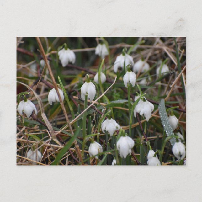 Cartão Postal Snowdrops  (Frente)