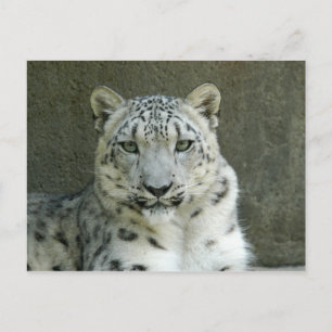 Cartão Postal SnowLeopardM002