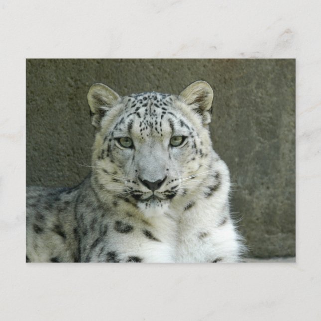 Cartão Postal SnowLeopardM002 (Frente)