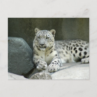 Cartão Postal SnowLeopardM003