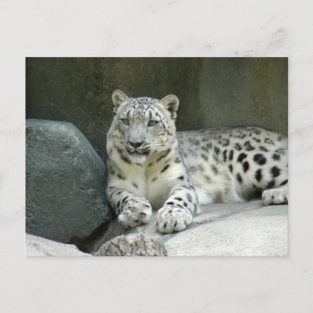 Cartão Postal SnowLeopardM003 (Frente)