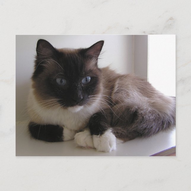 Cartão Postal Snowshoe (Frente)