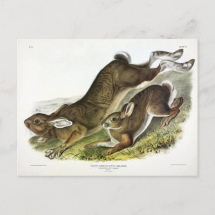 Cartão Postal Snowshoe Hare, verão (Norte Hare) de Audubon
