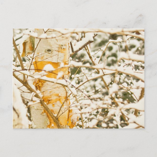 Cartão Postal Snowy Birch (Frente)