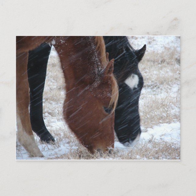 Cartão Postal Snowy Eats (Frente)