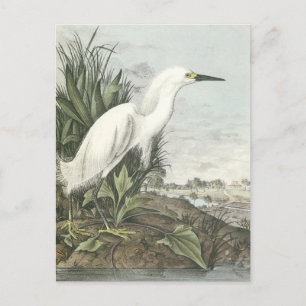 Cartão Postal Snowy Egret