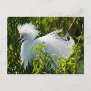 Cartão Postal Snowy Egret
