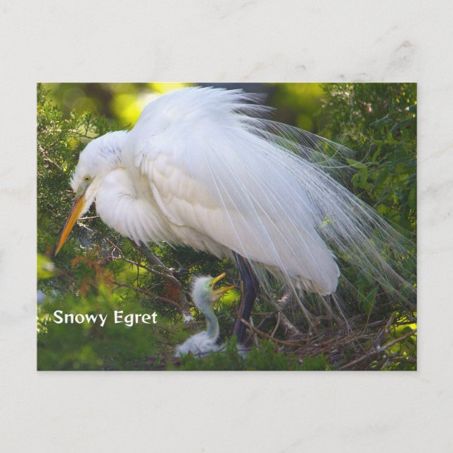 Cartão Postal Snowy Egret com Cartão-Postal para Bebês (Frente)