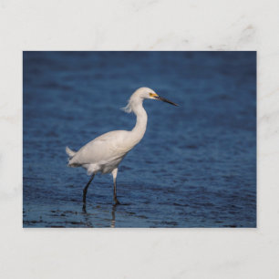 Cartão Postal Snowy Egret em North Beach