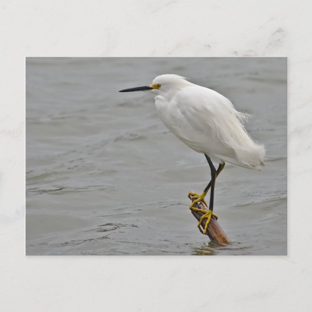 Cartão Postal Snowy Egret se posicionou contra um vento frio (Frente)