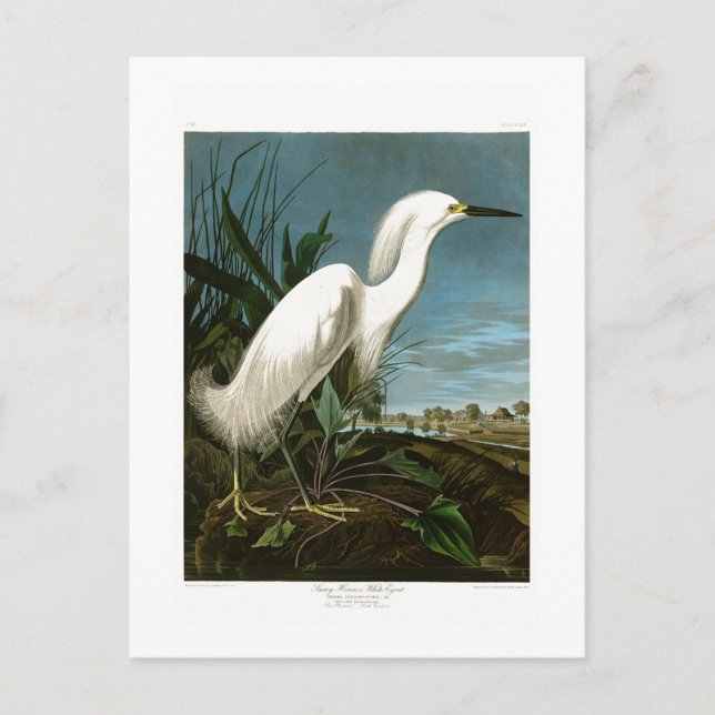 Cartão Postal Snowy Heron White Egret Audubon Birds of America (Frente)