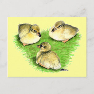 Cartão Postal Snowy Mallard Ducklings