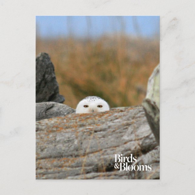 Cartão Postal Snowy Owl (Frente)