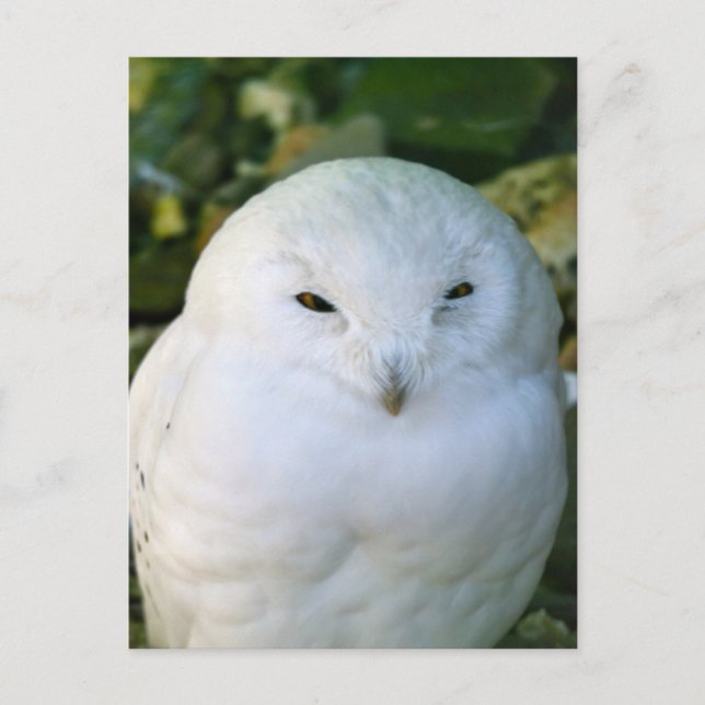 Cartão Postal Snowy Owl (Frente)