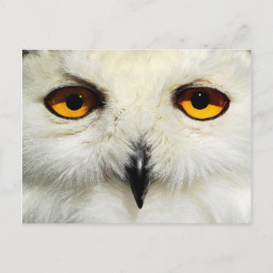 Cartão Postal Snowy Owl