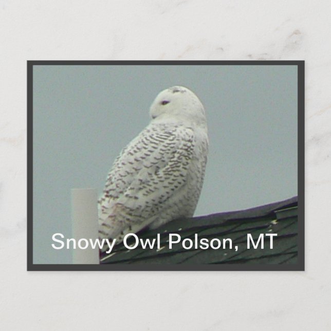Cartão Postal Snowy Owl (Frente)