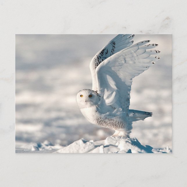 Cartão Postal Snowy Owl a sair da neve (Frente)
