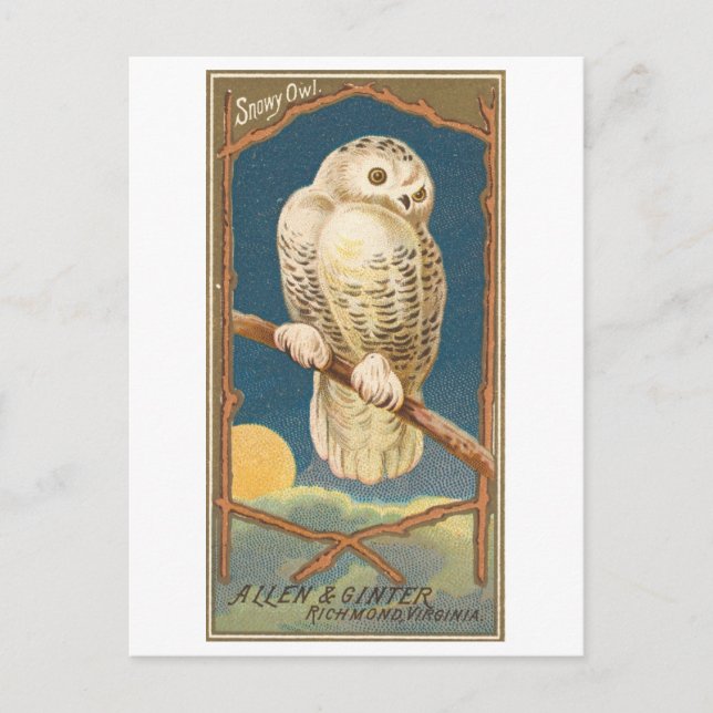 Cartão postal Snowy Owl Allen & Ginter (Frente)