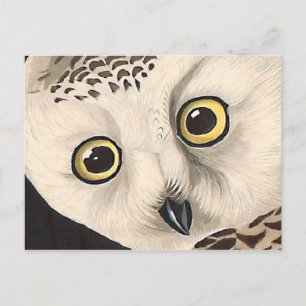 Cartão Postal Snowy Owl - Audubon Fine Vintage Birds América