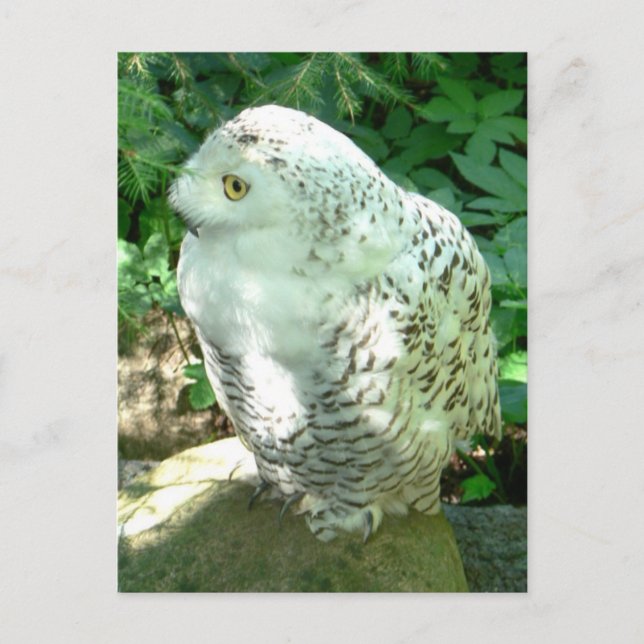 Cartão Postal Snowy Owl Bird (Frente)