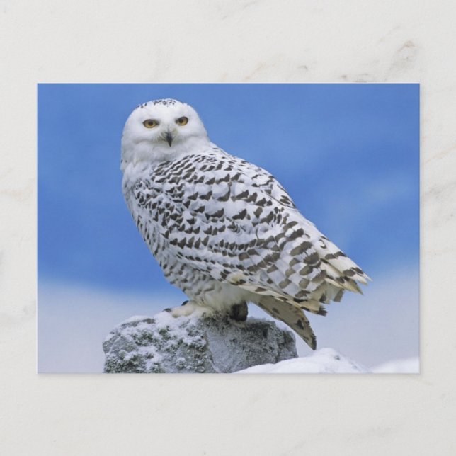 Cartão Postal Snowy Owl (Bubo scandiacus) (Frente)