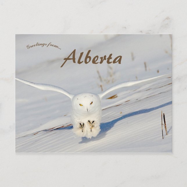 Cartão Postal Snowy Owl Em Albert Canada (Frente)