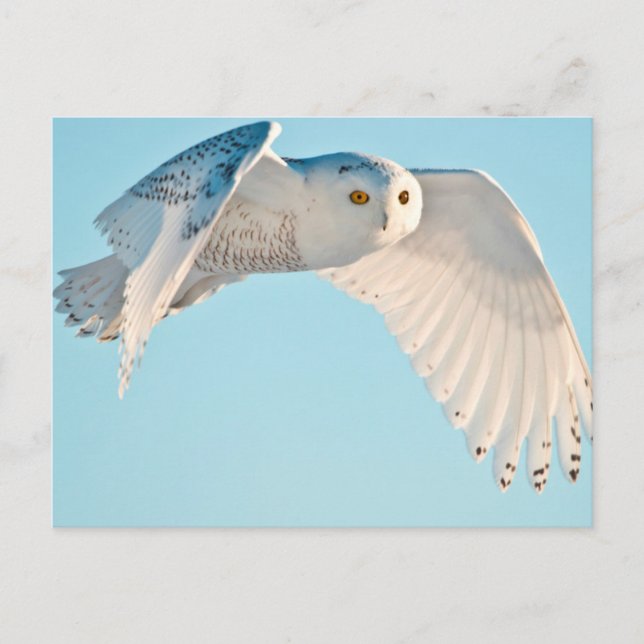 Cartão Postal Snowy Owl em voo (Frente)