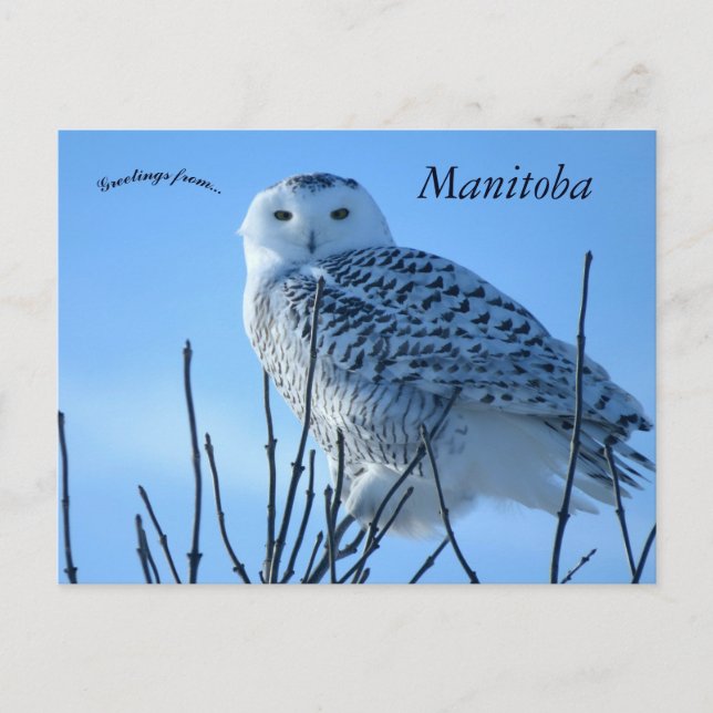 Cartão Postal Snowy Owl in Manitoba Canada (Frente)
