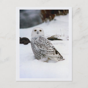 Cartão Postal Snowy Owl in The Evening Shadows