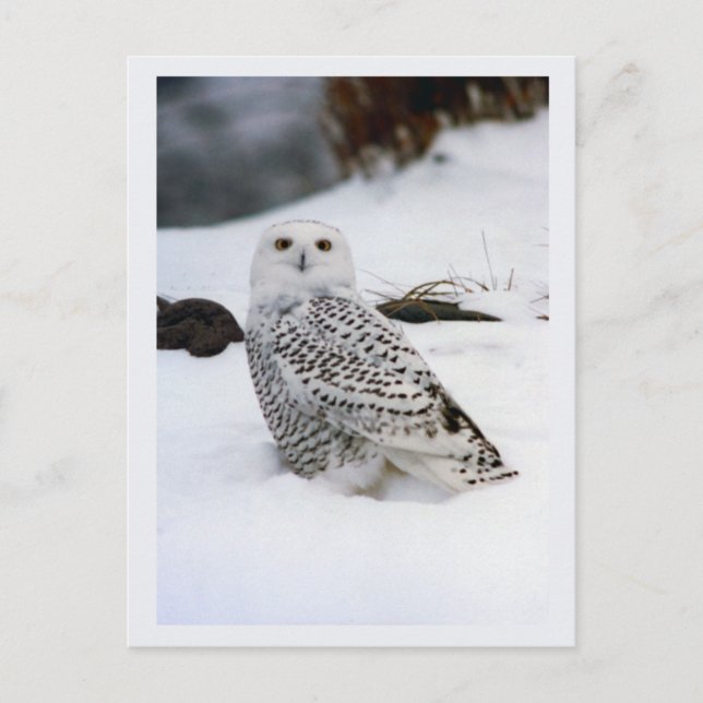 Cartão Postal Snowy Owl in The Evening Shadows (Frente)