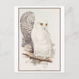 Cartão Postal Snowy Owl Lithógrafo por Edward Lear