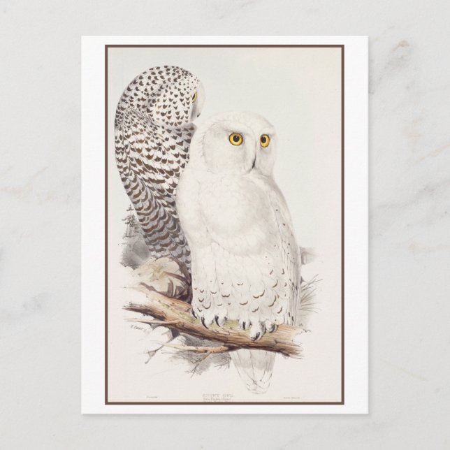 Cartão Postal Snowy Owl Lithógrafo por Edward Lear (Frente)