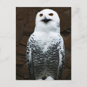 Cartão Postal Snowy Owl pccnm