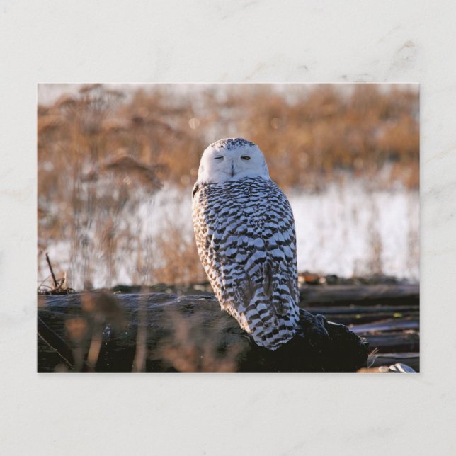 Cartão Postal Snowy Owl Winking (Frente)