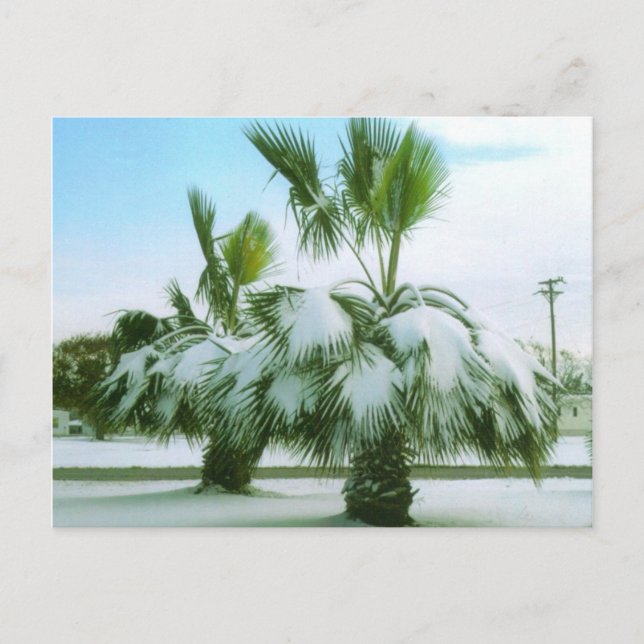 Cartão Postal Snowy Palms em Seadrift Texas (Frente)