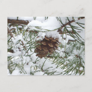 Cartão Postal Snowy Pine Cone I Winter Nature Photoshop